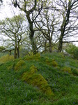 FZ014874 Common Bluebells.jpg